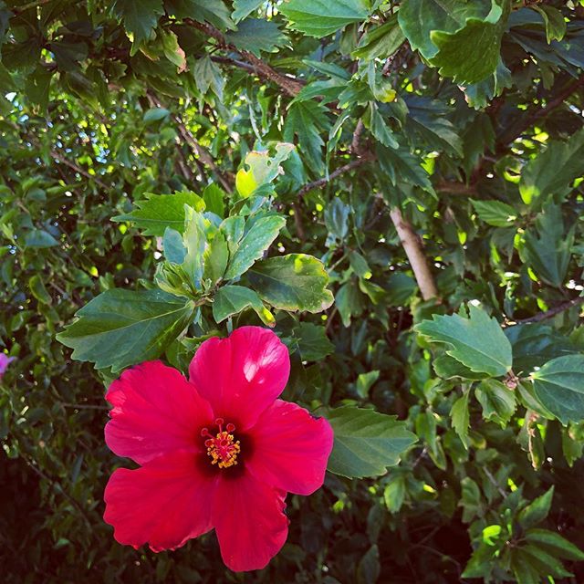 #伊江島 #ハイビスカス #11月なのに咲いてた #あちこち自生してる #暑い #okinawa #ieisland #hibiscus #花手鞠