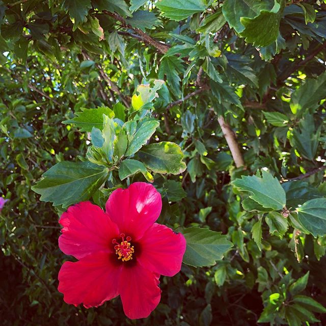 #伊江島 #ハイビスカス #11月なのに咲いてた #あちこち自生してる #暑い #okinawa #ieisland #hibiscus #花手鞠